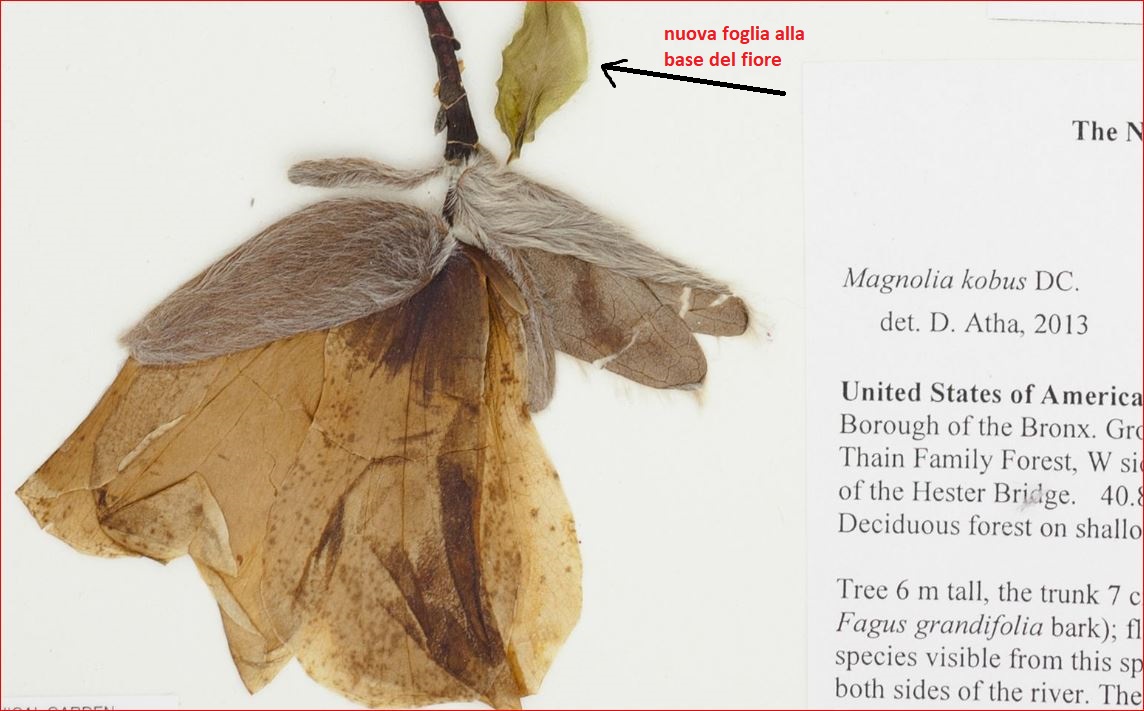 Magnolia kobus?  No, probabile  ibrido di Magnolia denudata